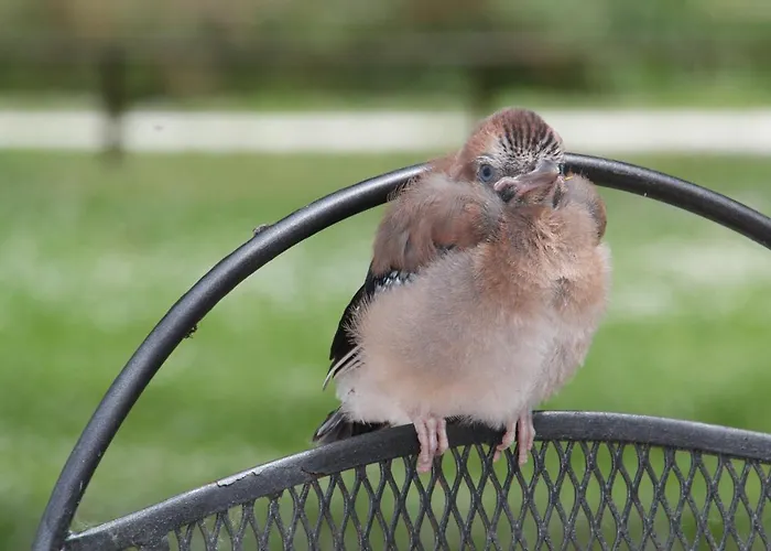 Rurale Cannevie فندق